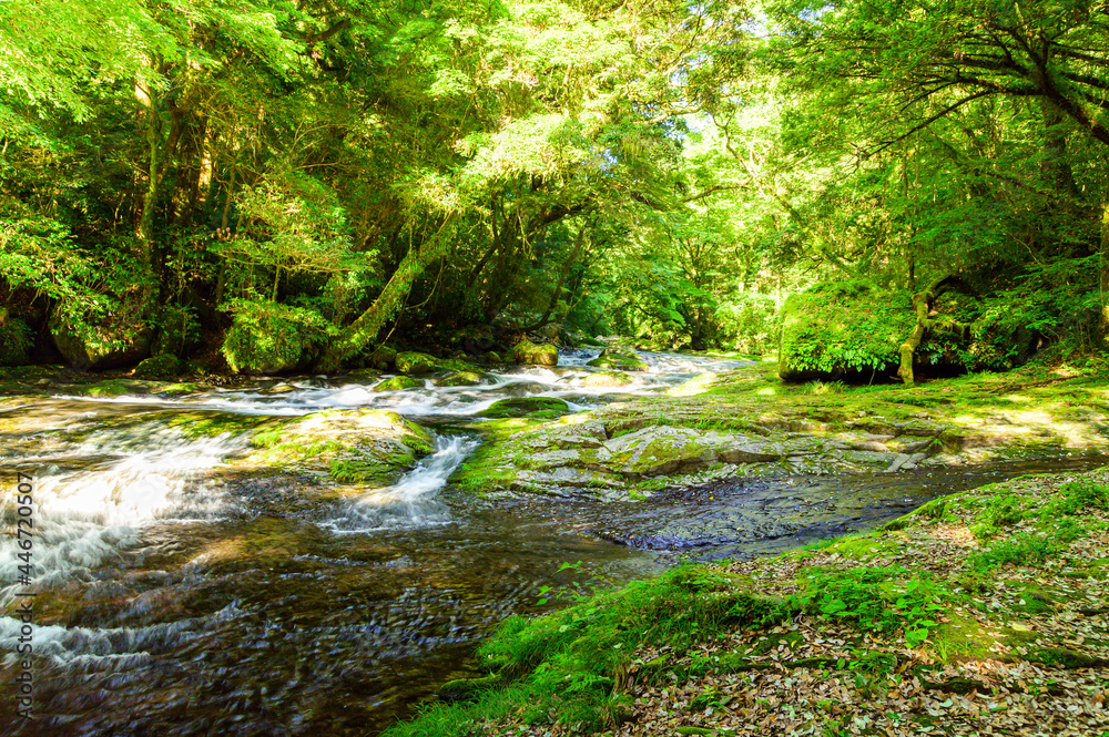菊池渓谷:湧水の流れる森(涼しい風景)と光芒の輝き景色 Kikuchi Gorge: Forest with flowing springs ...