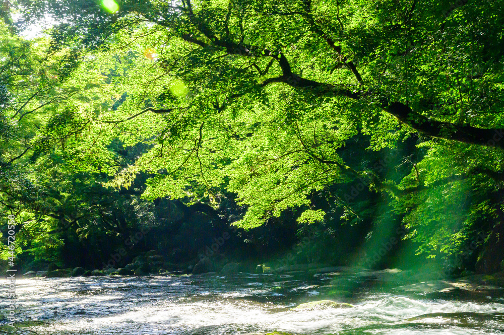 菊池渓谷:湧水の流れる森(涼しい風景)と光芒の輝き景色 Kikuchi Gorge: Forest with flowing springs ...