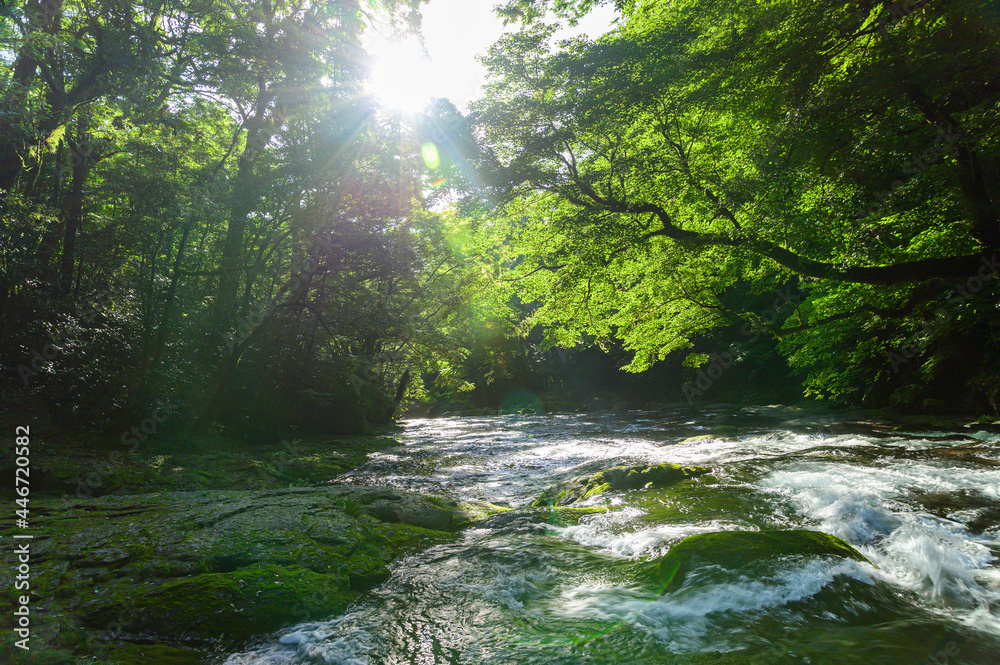菊池渓谷:湧水の流れる森(涼しい風景)と光芒の輝き景色 Kikuchi Gorge: Forest with flowing springs ...