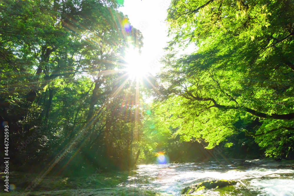 菊池渓谷:湧水の流れる森(涼しい風景)と光芒の輝き景色 Kikuchi Gorge: Forest with flowing springs ...