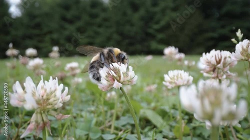 The white clover flowering plants in the garden with the flying bee on top in Estonia