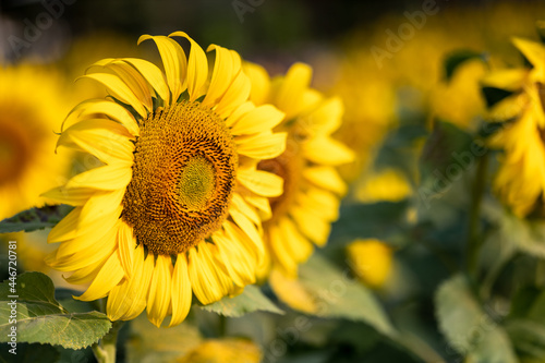 Sunflower in field with morning sunlight (Close up)