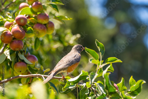 American Robin (Turdus migratorius) sitting on a branch of an apple tree.  photo