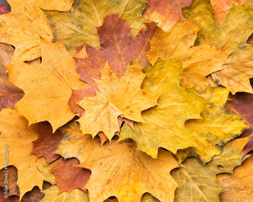 Autumn maple leaves on ancient texture. Falling leaves natural background. Seasonal background.