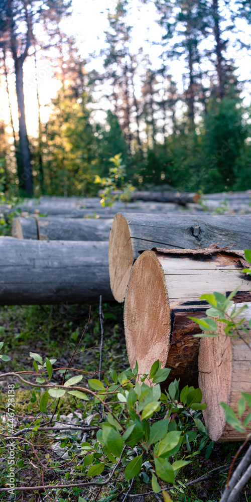 Fototapeta premium Photo Woodpile of cut Lumber for forestry industry. Vertical format.