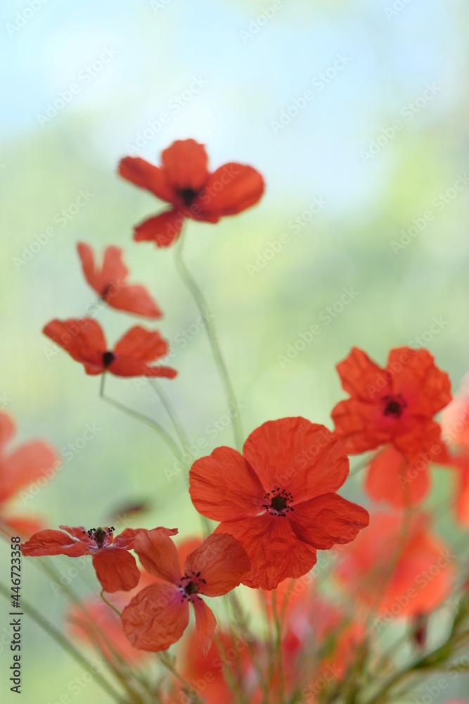 Poppies in the field like a flock of moths