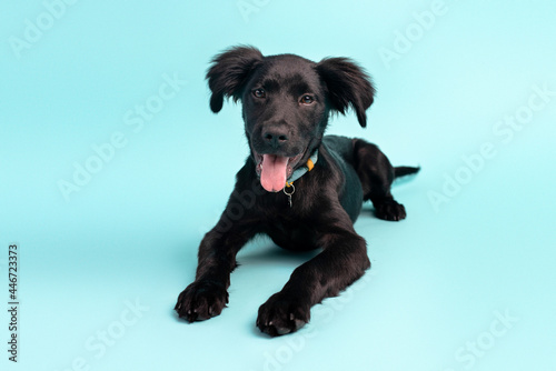 Black puppy on blue background. adorable Lab mix. 