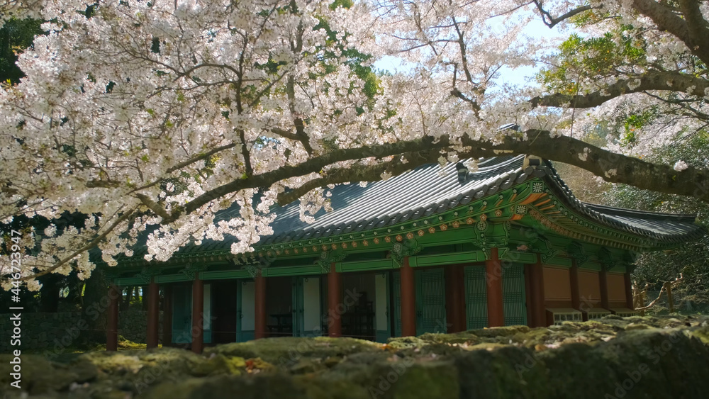 Traditional Japanese house with sakura Traditional Japanese house with sakura