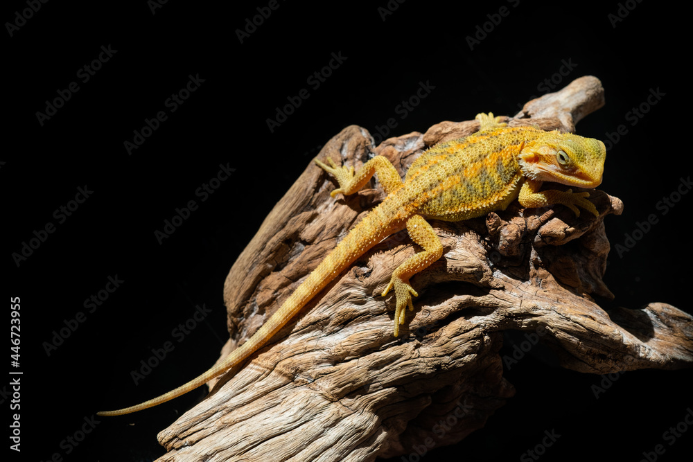 Obraz premium bearded dragon on ground with blur background