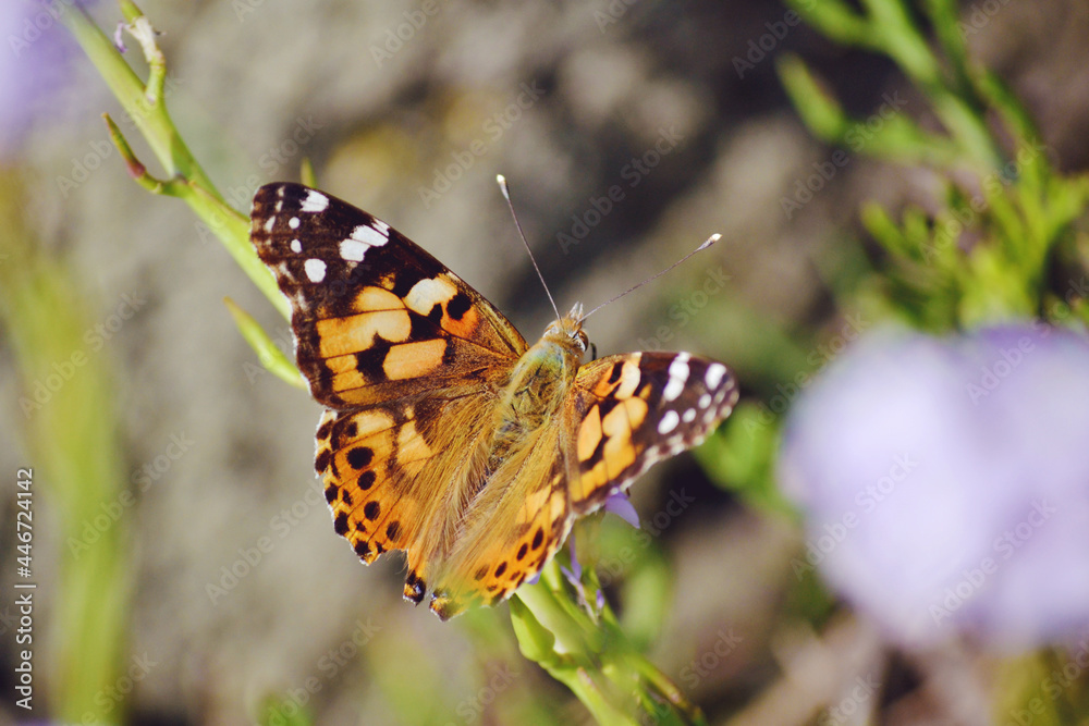 Beautiful Orange Butterfly on a Purple Flower Beautiful Orange Butterfly on a Purple Flower