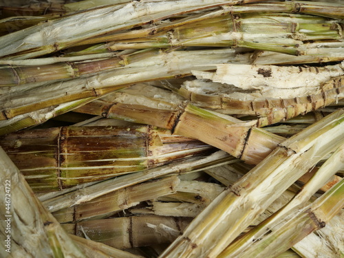 Wallpaper Mural Okinawa,Japan - July 12, 2021: Bagasse or pulp that remains after juice is extracted from sugar cane
 Torontodigital.ca