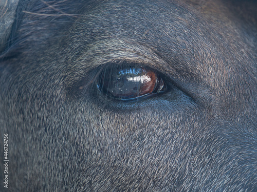 Okinawa,Japan - July 13, 2021: Closeup of a water buffalo eye 