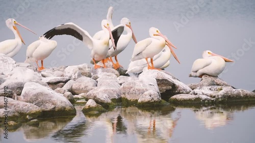 American White Pelicans on Last Mountain Lake in Saskatchewan
