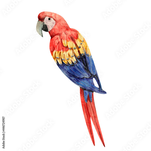 Watercolor illustration of the parrot on white background