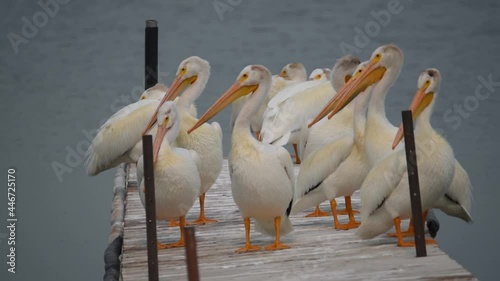 American White Pelicans on Last Mountain Lake in Saskatchewan
