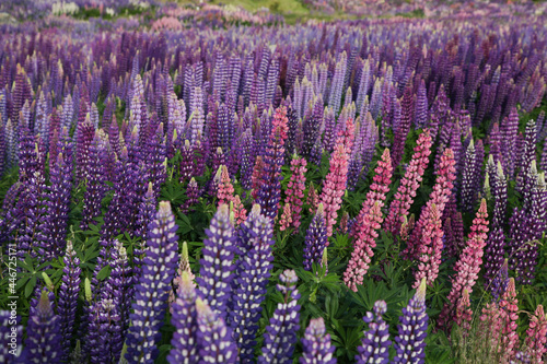 colourful lupin field