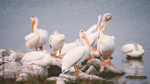 American White Pelicans on Last Mountain Lake in Saskatchewan
