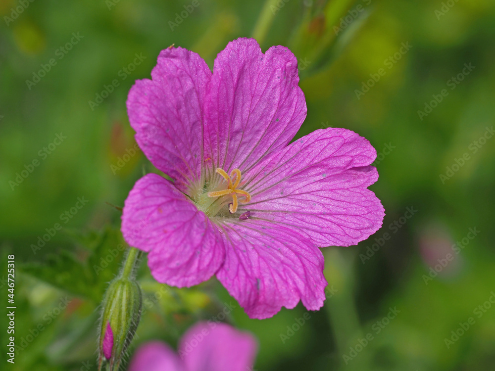 Closeup of a pink cranesbill geranium flower Closeup of a pink cranesbill geranium flower