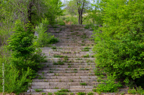 A shady overgrown staircase. Wide stone steps of a staircase in the thicket