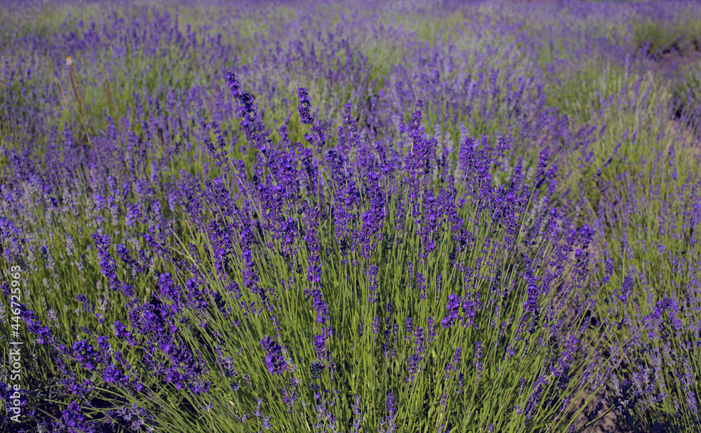 Naklejka premium The image shows a very beautiful view of a rich lavender field. Natural and herbal landscape. Color lavender field. Flowering bushes on a lavender plantation. City Park. Kyiv, Ukraine,