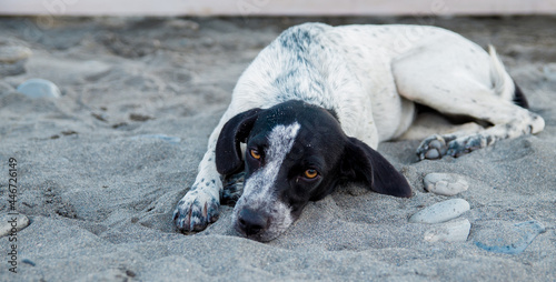 sad stray dog on the beach