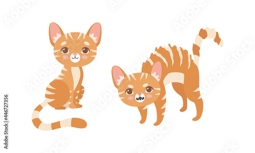 Cute Ginger Striped Kitten as Furry Domestic Pet Growling and Sitting Vector Set © topvectors