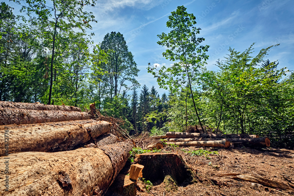 Von der Dürre geschädigt und / oder vom Borkenkäfern befallene Bäume in einem Waldstück. Von der Dürre geschädigt und / oder vom Borkenkäfern befallene Bäume in einem Waldstück.