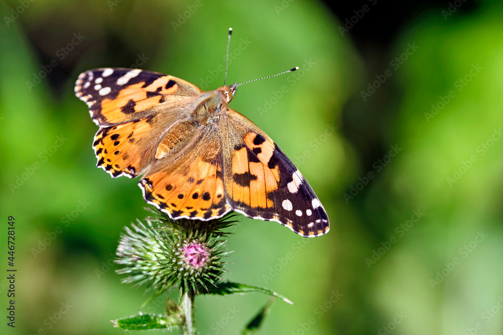 Distelfalter ( Vanessa cardui ) auf dem Blütenstand einer Eselsdistel ( Onopordum acanthium ). Distelfalter ( Vanessa cardui ) auf dem Blütenstand einer Eselsdistel ( Onopordum acanthium ).