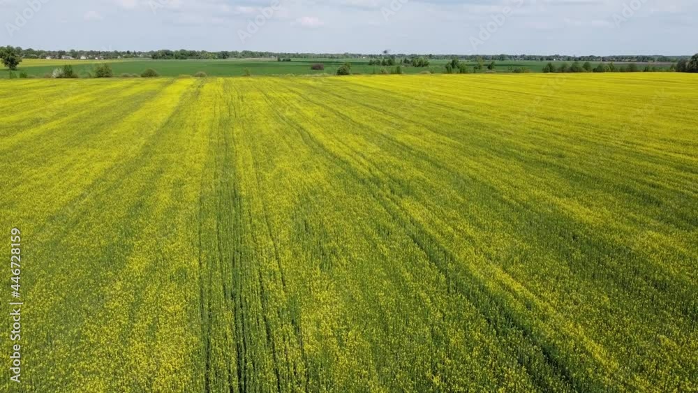 Flying over yellow rapeseed fields on a sunny summer day. Agricultural landscape. Blue sky over yellow farm field.
Flying over yellow rapeseed fields on a sunny summer day. Agricultural landscape. Blue sky over yellow farm field.
