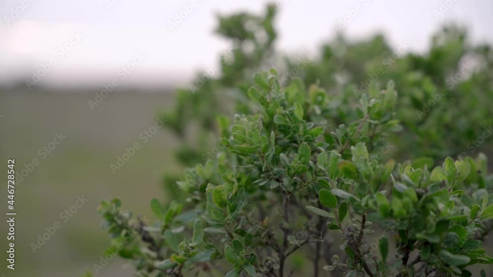 Landscape of some bushes by the beach Landscape of some bushes by the beach