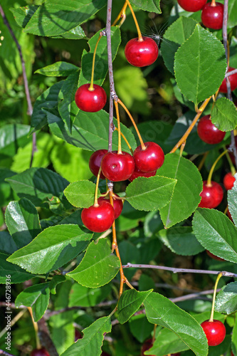 Cherry branch with fruits on a summer day