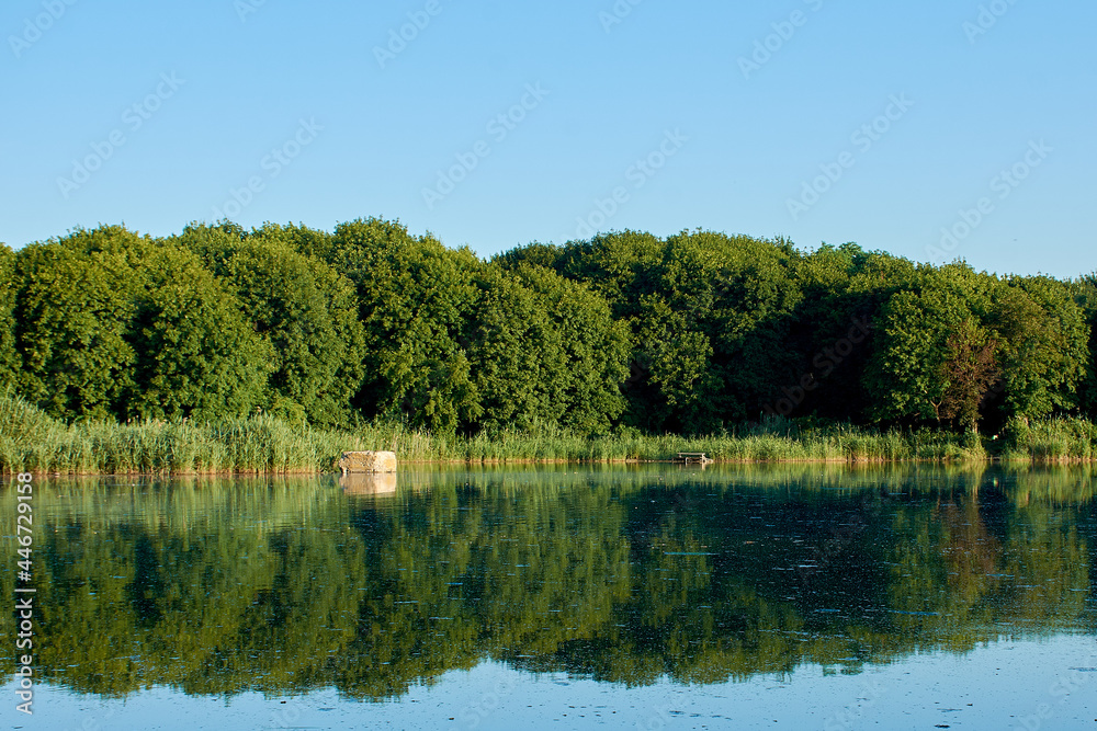 dawn on a forest lake