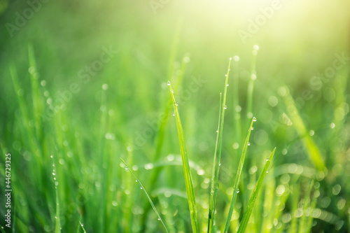 Green grass and sun in the morning