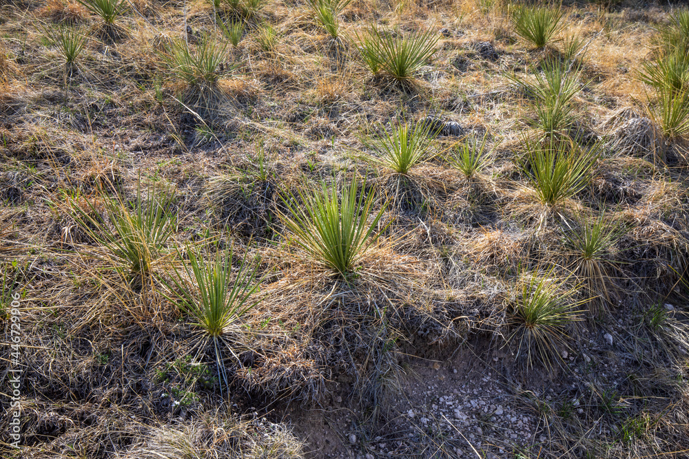 Wyoming landscape in Spring. Dry grass. Wyoming landscape in Spring. Dry grass.