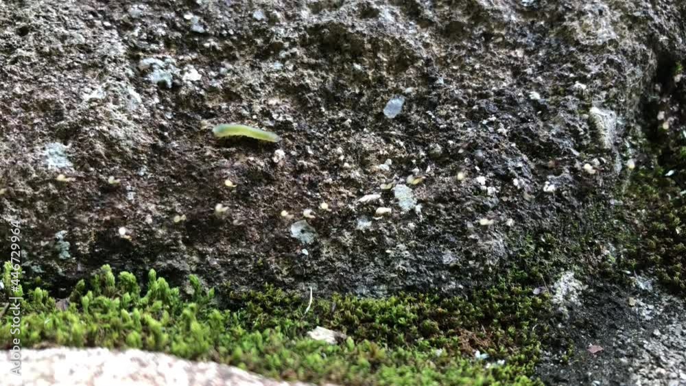岩の間から卵を運ぶ沢山の細かいアリの引っ越し 岩の間から卵を運ぶ沢山の細かいアリの引っ越し