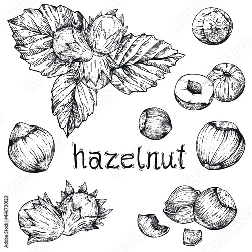 Vector collection hazelnuts. Hand-drawn sketches with nuts on a white background. Vintage style engraving
