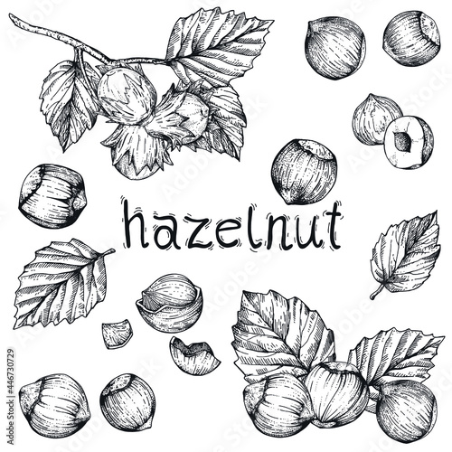 Vector collection with hazelnuts. Hand-drawn sketches with nuts on a white background. Vintage style engraving photo