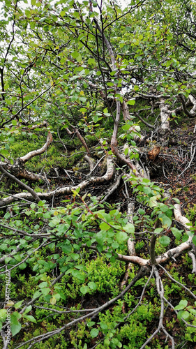 Dwarf Birch in Tundra. Betula Nana Grows. Tundra Landscapes. Natural Vivid Background With Wild Nature. Natura Wallpaper