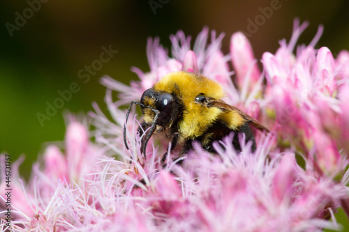 Bumble bee on Joe Pye Weed in Newbury, New Hampshire. photo