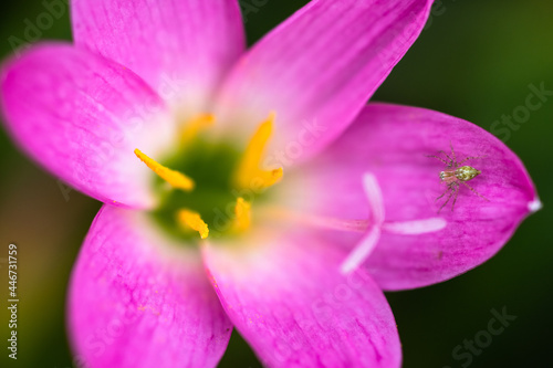 Fototapeta Naklejka Na Ścianę i Meble -  Flower and insect. A spider on a pink flower