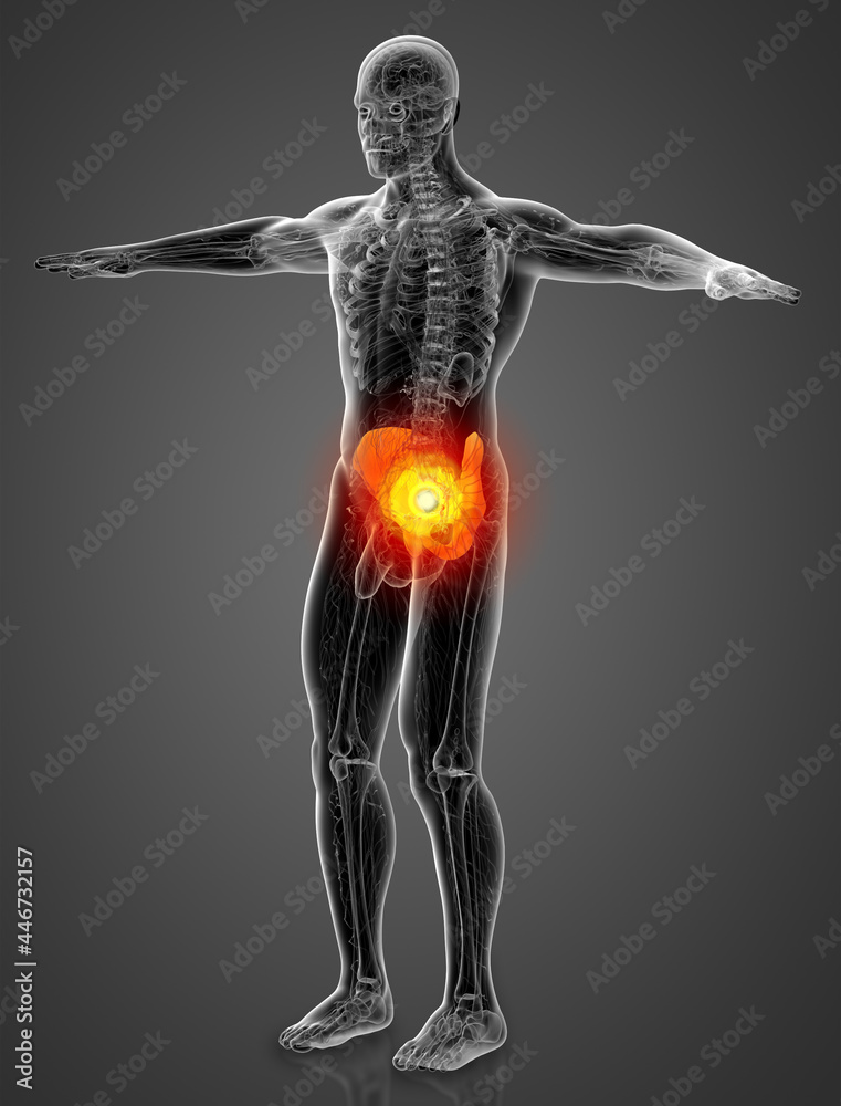 3d render medical illustration of the pelvis bone 3d render medical illustration of the pelvis bone