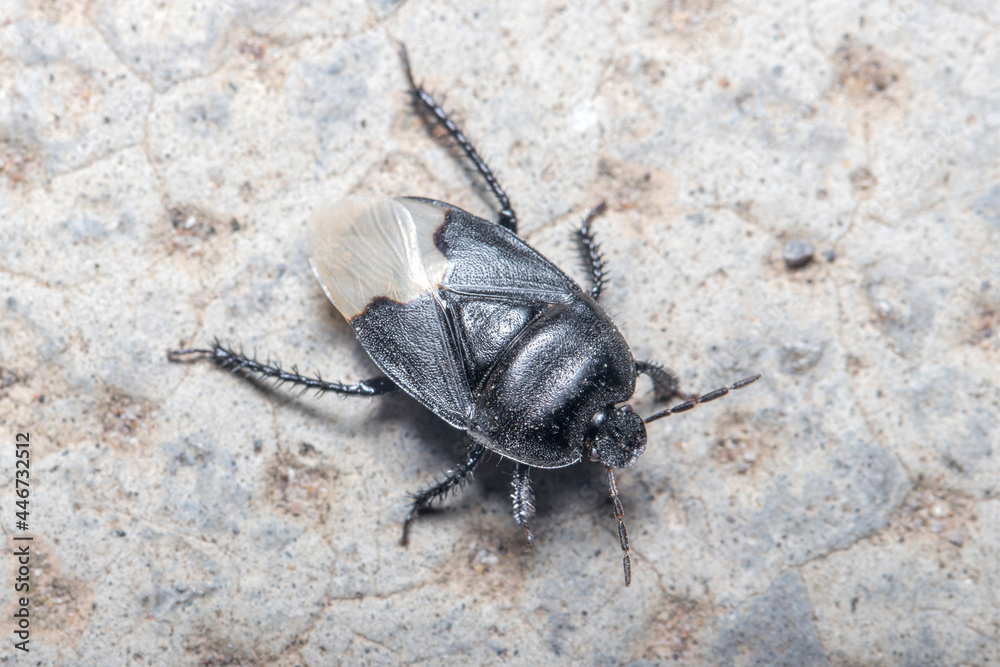 Obraz premium Burrowing bug, Cydnus aterrimus, walking on a concrete floor. High quality photo