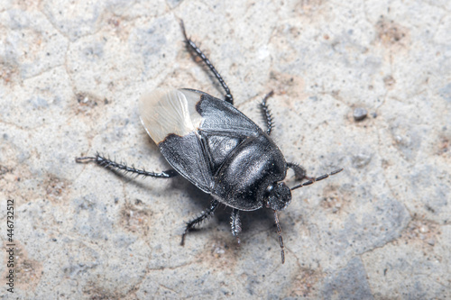 Burrowing bug, Cydnus aterrimus, walking on a concrete floor. High quality photo photo