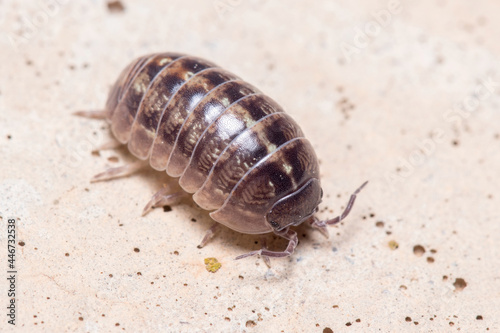 Roly poly bug  Armadillidium vulgare  walking on a concrete floor under the sun. High quality photo