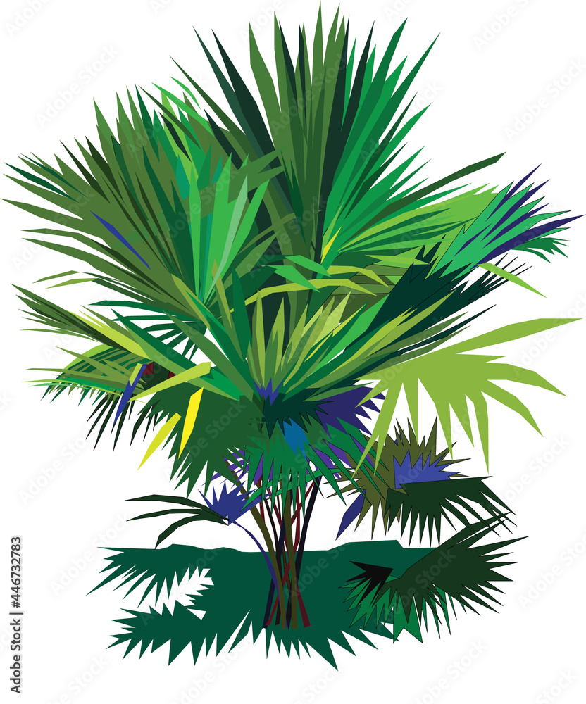 The slender, pointed leaves grow all over the tropical region. The slender, pointed leaves grow all over the tropical region.