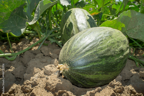 Santa Claus melon or Piel de Sapo melon cultivation