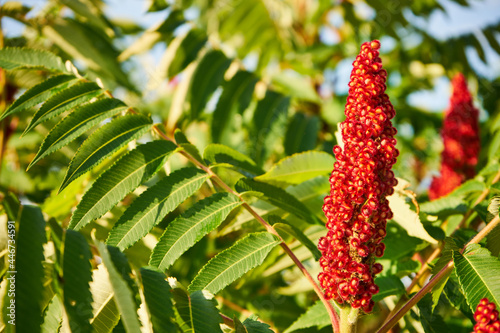 Fotografie sumak  , rhus typhina