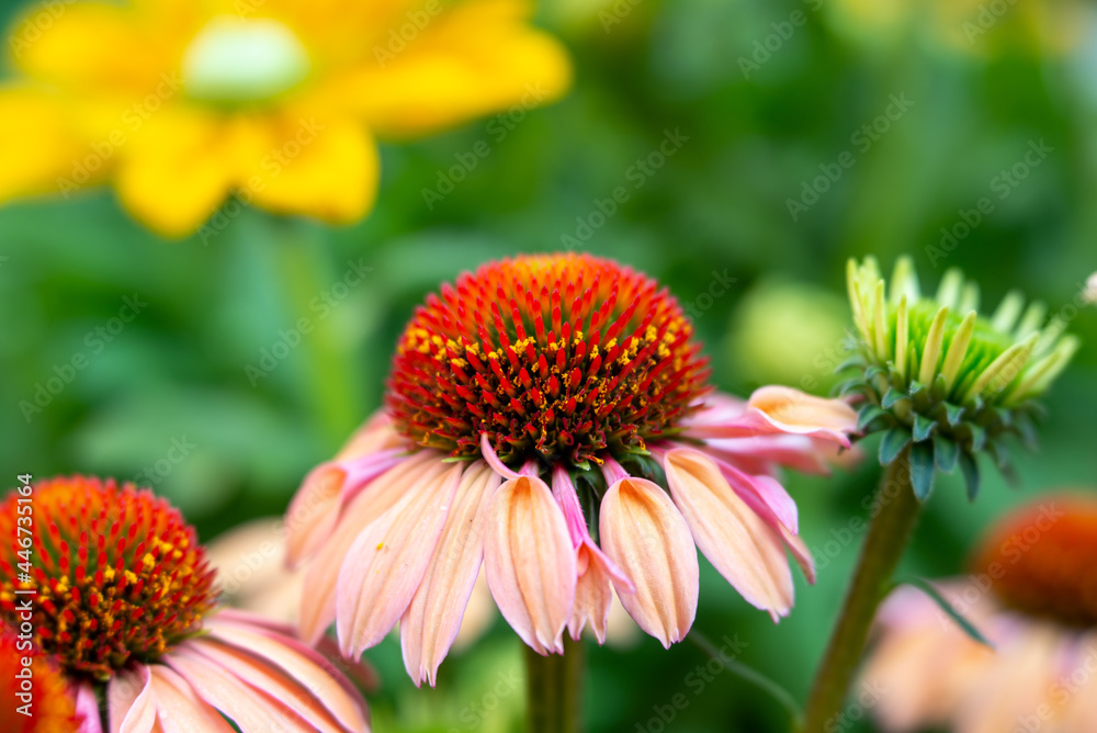 Enchinacea flower, selective focus Enchinacea flower, selective focus