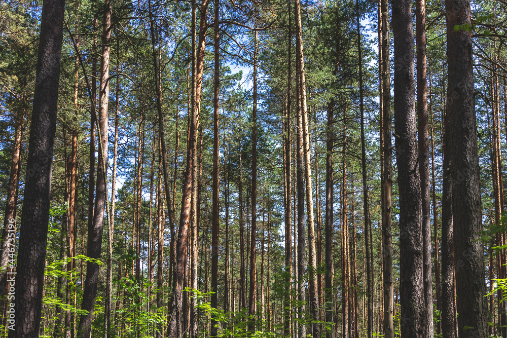 Pine trees in a forest in northern Russia on a sunny summer day. Coniferous forests of the middle latitude. Straight vertical tree trunks. Pine trees in a forest in northern Russia on a sunny summer day. Coniferous forests of the middle latitude. Straight vertical tree trunks.