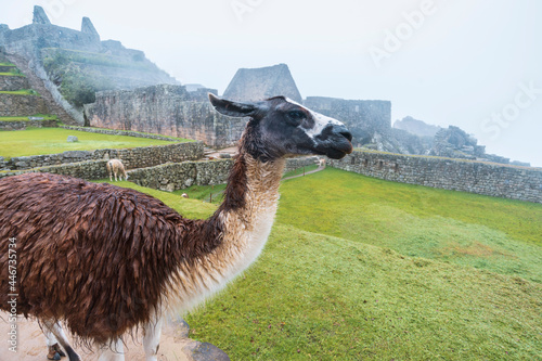llama on Machu Picchu